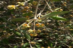 Avicennia marina var. acutissima